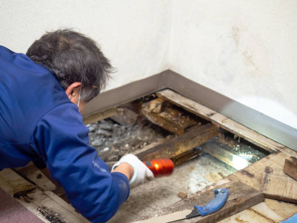 Best Post-Flood Mold Remediation in Golden Hills, CA