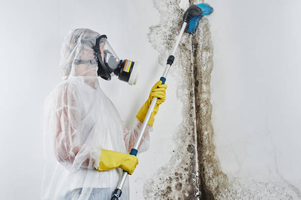 Best Residential Mold Remediation in Golden Hills, CA