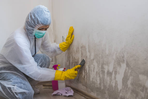 Best Attic Mold Remediation in Golden Hills, CA