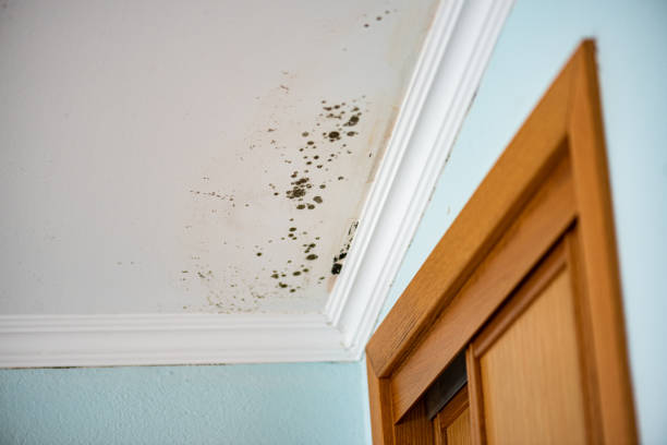 Best Post-Flood Mold Remediation in Golden Hills, CA