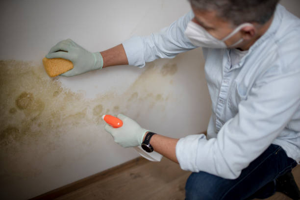Best Emergency Mold Remediation in Golden Hills, CA