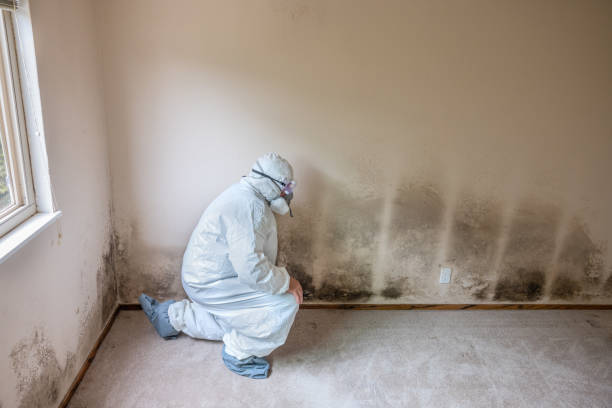 Golden Hills, CA Mold Remediation Company