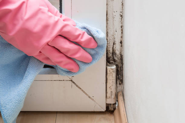 Best Mold Testing and Inspection Services in Golden Hills, CA